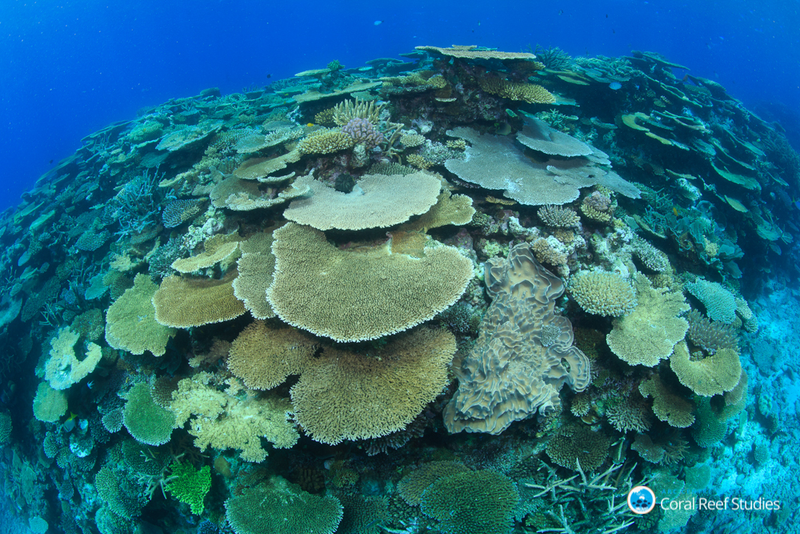 Illustration for article titled The Great Barrier Reef Is Becoming More Heat-Resistant—at a Price